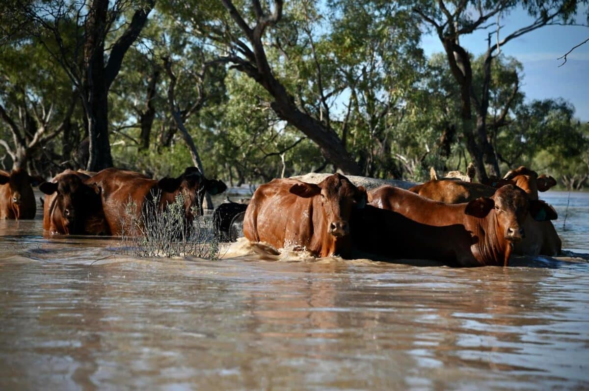 Flooded cattle